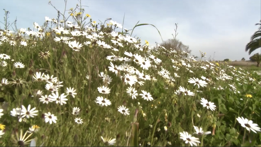 0 Bedroom Property for Sale in Hopefield Western Cape